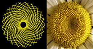 girasole fibonacci